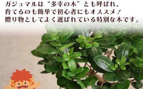 沖縄の観葉植物 観葉植物 ガジュマル 6号鉢 6号 観葉植物 ガジュマル インテリア 鉢付き おしゃれ インテリアグリーン 緑のある暮らし  ハウスプラント 沖縄 うるま市 ６号: うるま市ANAのふるさと納税