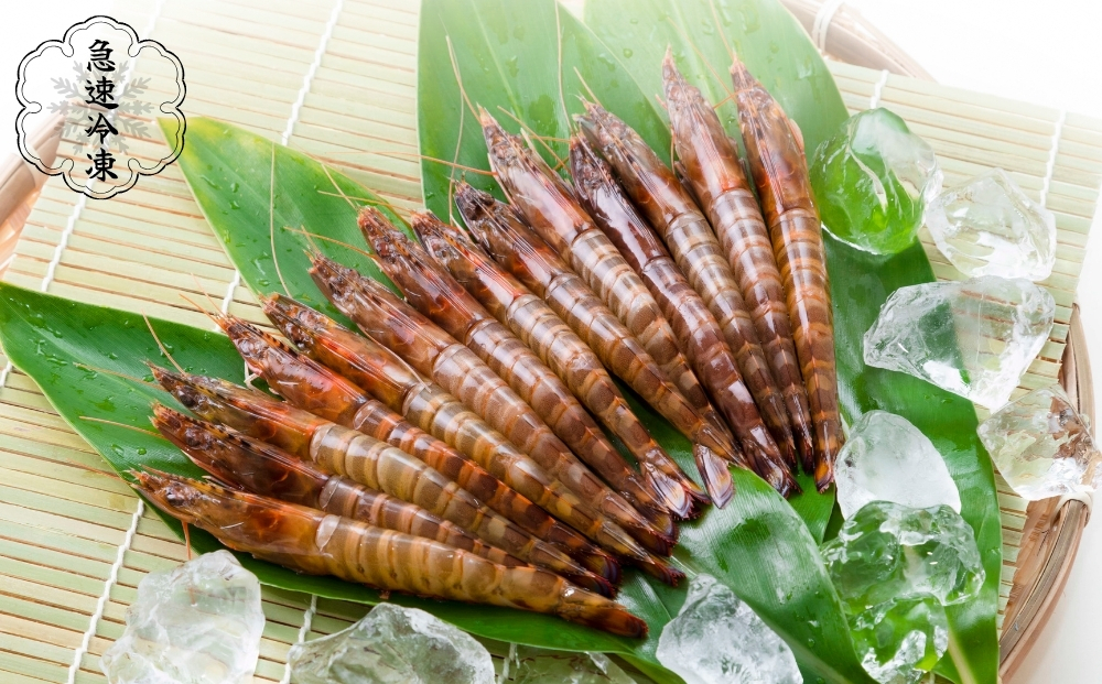 活〆還元車えび（急速冷凍・1Kg）【エナジック車海老養殖場】