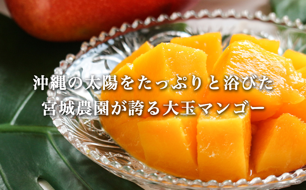 宮城農園の完熟マンゴー　約1kg（1~2玉）【 先行予約 2026年発送 】