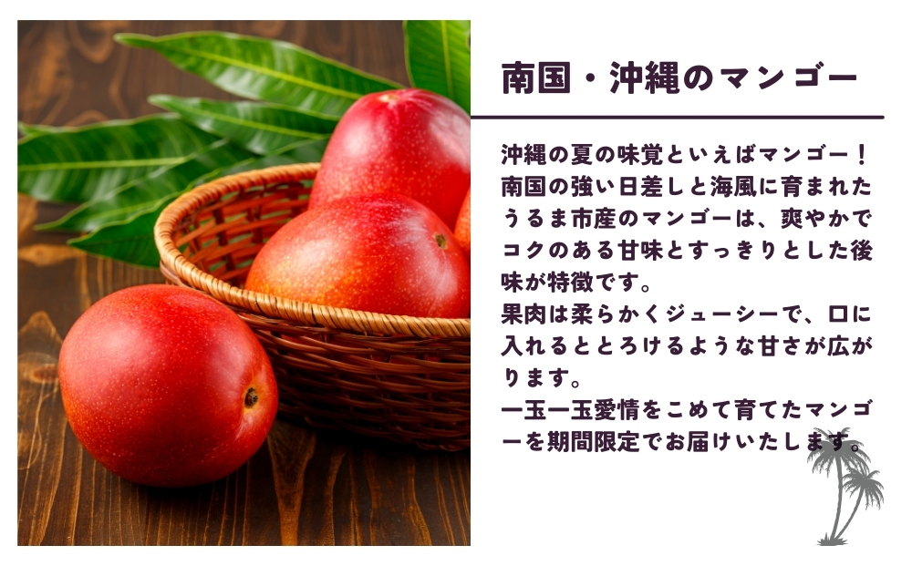 沖縄県 うるま市産 完熟 マンゴー 訳あり品 1.5kg【2025年発送】: うるま市ANAのふるさと納税