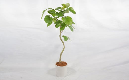 沖縄の観葉植物　人気のフィカス ウンベラータ8号 シュエット鉢ポット