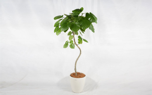 沖縄の観葉植物　人気のフィカス　ウンベラータ10号 ラスターポット