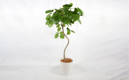 沖縄の観葉植物　人気のフィカス ウンベラータ10号 シュエット鉢ポット