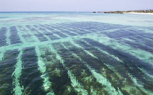 冷凍生モズク（5袋）&もずくのたれセット（2袋）【お手軽もずく】