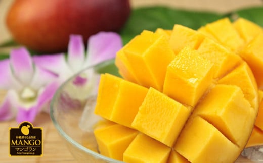 【 先行予約 2026年発送 】マンゴランのこだわりマンゴー 2kg