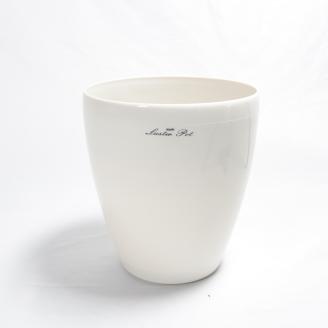 沖縄の観葉植物 人気のフィカス アルテシマ8号 ラスターポット