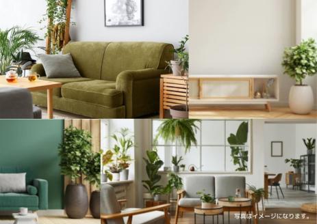 沖縄の観葉植物　人気のフィカス フランスゴム10号 シュエット鉢ポット