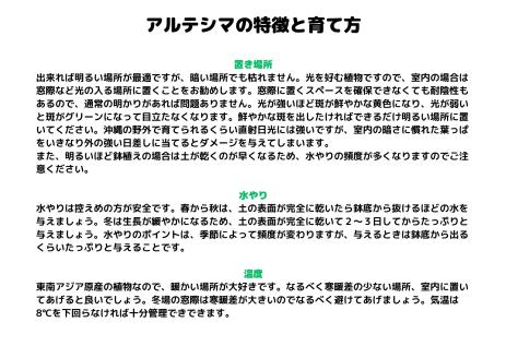 沖縄の観葉植物　人気のフィカス アルテシマ10号 シュエット鉢ポット