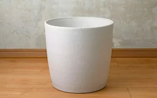 沖縄の観葉植物　人気のフィカス　アルテシマ8号　シュエット鉢ポット