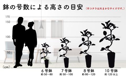 沖縄の観葉植物 人気のフィカス アルテシマ6号 ラスターポット