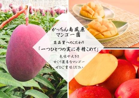 高品質マンゴー 秀品 約2kg（3～5玉）【かっちん南風原マンゴー園】【 先行予約 2026年発送 】