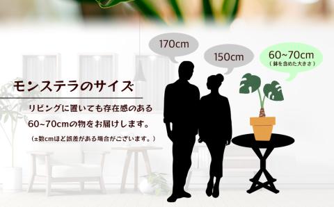 沖縄の観葉植物　観葉植物　モンステラ陶器鉢植え　6号　角鉢　観葉植物　モンステラ　インテリア　鉢付き　おしゃれ　インテリアグリーン　緑のある暮らし　ハウスプラント　沖縄　うるま市　６号