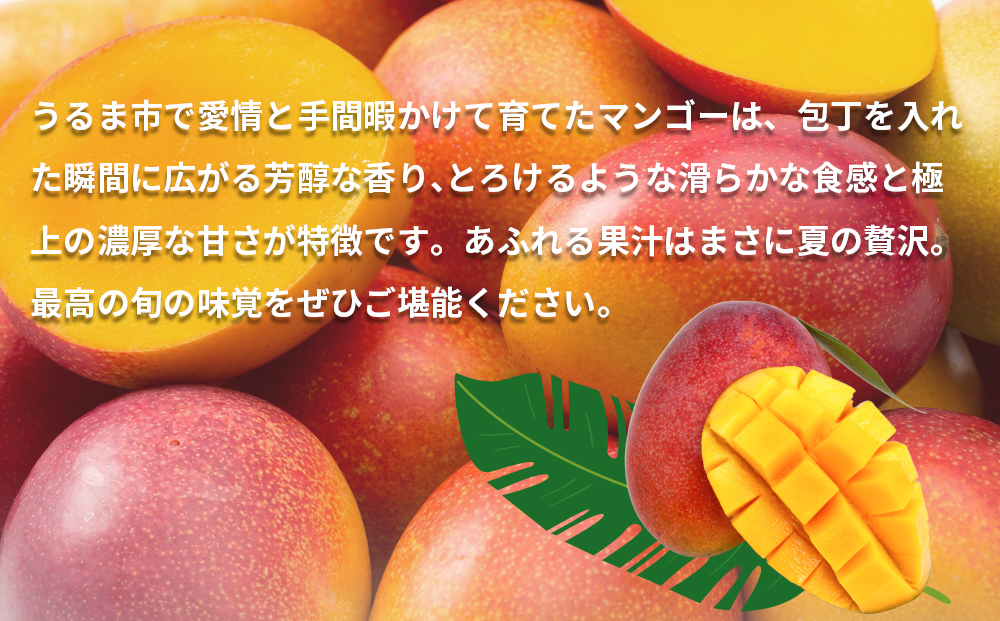 沖縄県産 贈答用マンゴー 1.5kg【 先行予約 2026年発送 】マンゴー 濃厚 甘い ジューシー 南国 フルーツ 果物 産地直送 プレゼント 贈り物 国産 お取り寄せ 沖縄 うるま市