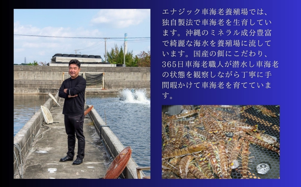 活〆還元車えび（急速冷凍・500g）【エナジック車海老養殖場】