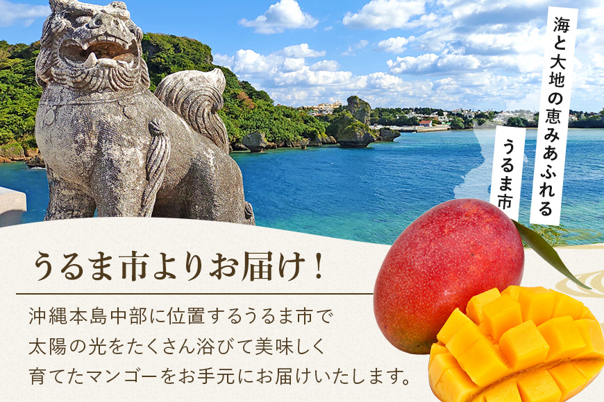 訳ありマンゴー 1kg 【 先行予約 2026年発送 】