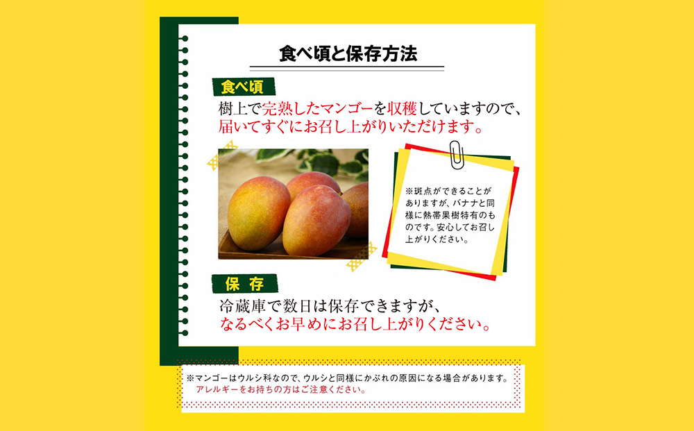 沖縄県 うるま市産 完熟 マンゴー 訳あり品 1.4kg【2026年発送】