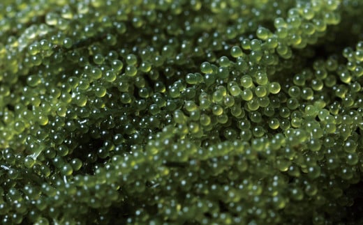 【沖縄3大海藻セット】海ぶどう・もずく・アーサ【2026年4月より順次発送】