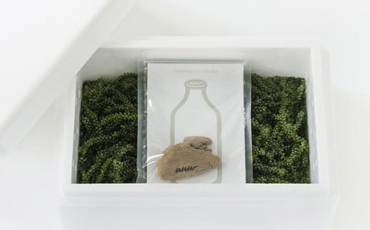 海ぶどうLover　500gパック【2026年4月より順次発送】