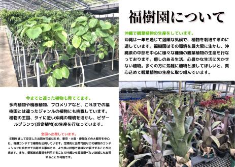 沖縄の観葉植物　人気のフィカス ベンガレンシス10号 シュエット鉢ポット