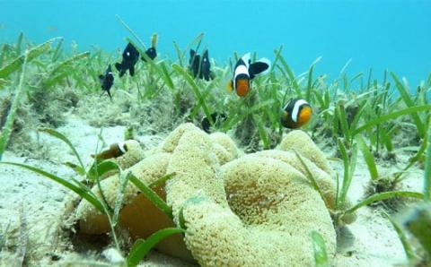 神様を感じる島「浜比嘉島」でスノーケリング（1名様）