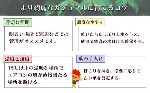 沖縄の観葉植物　観葉植物　ガジュマル 6号鉢　6号　観葉植物　ガジュマル　インテリア　鉢付き　おしゃれ　インテリアグリーン　緑のある暮らし　ハウスプラント　沖縄　うるま市　６号
