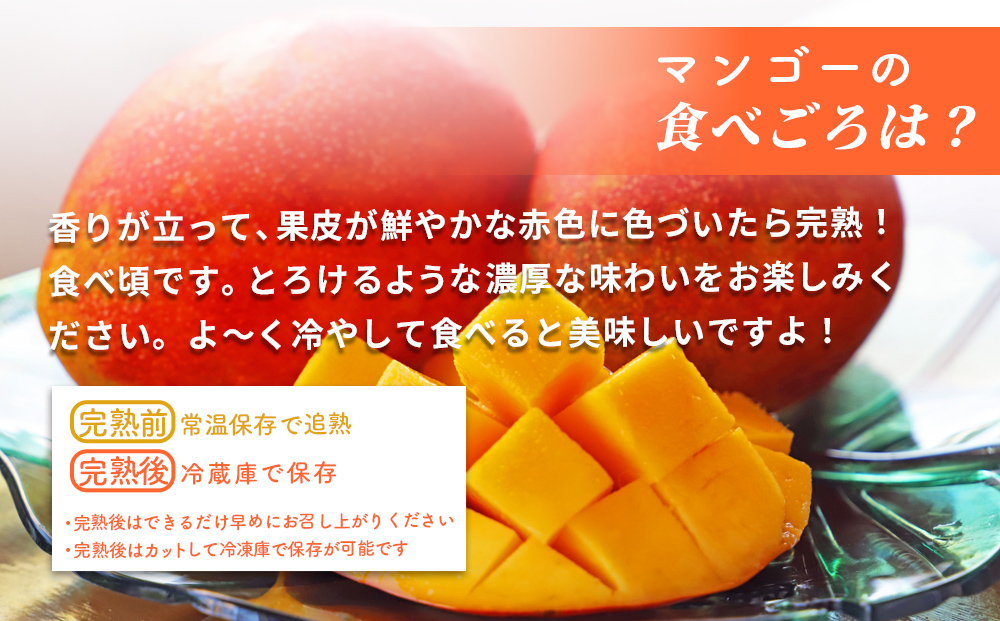 沖縄県産 贈答用マンゴー 2kg【 先行予約 2026年発送 】マンゴー 濃厚 甘い ジューシー 南国 フルーツ 果物 産地直送 プレゼント 贈り物 国産 お取り寄せ 沖縄 うるま市