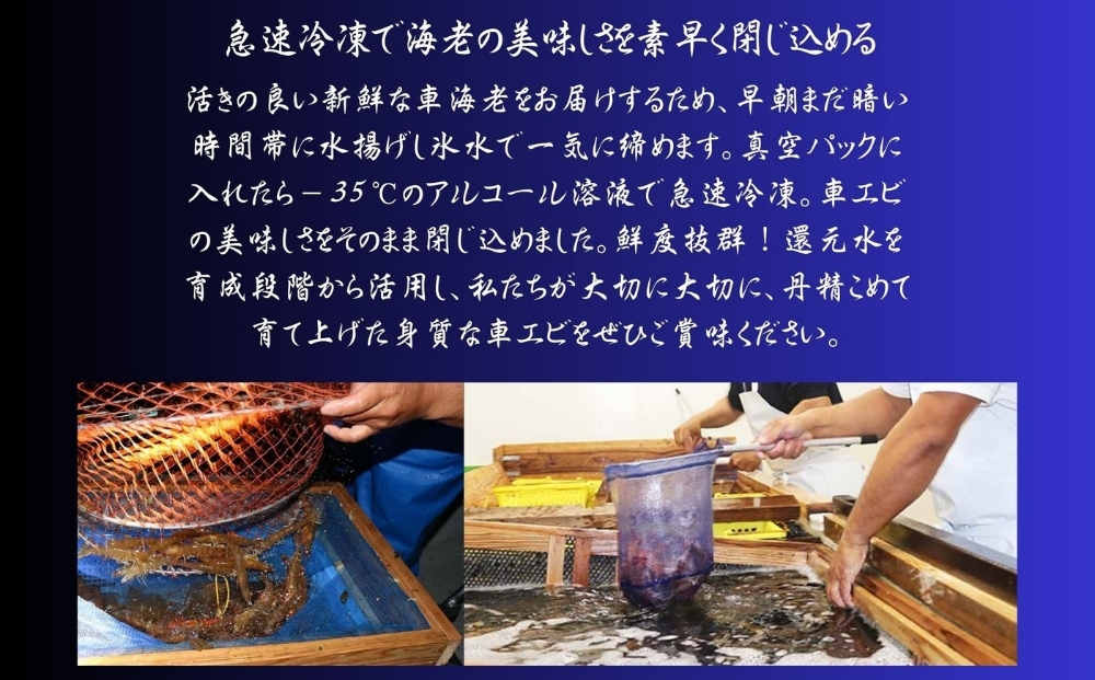 活〆還元車えび（急速冷凍・1Kg）【エナジック車海老養殖場】