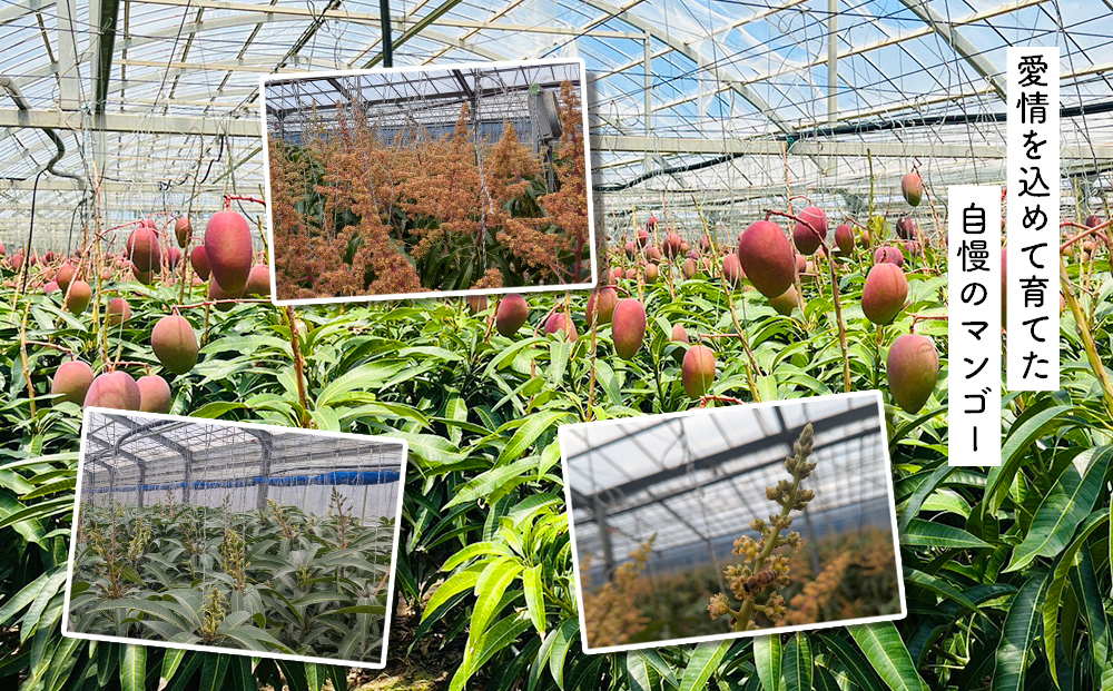 ハナトフルーツ 沖縄県産 訳ありマンゴー1ｋｇ 【先行予約 2026年発送 】