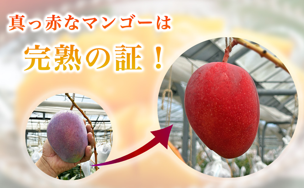 宮城農園の完熟マンゴー　約1kg（1~2玉）【 先行予約 2026年発送 】