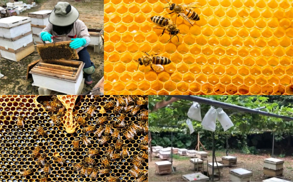 うるま市で採れた「サシ草はちみつ」500g×2本セット