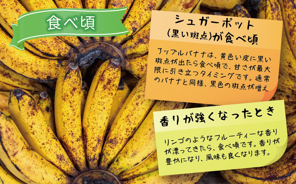 うるま市産アップルバナナ（約1.5kg前後）　【2025年発送】