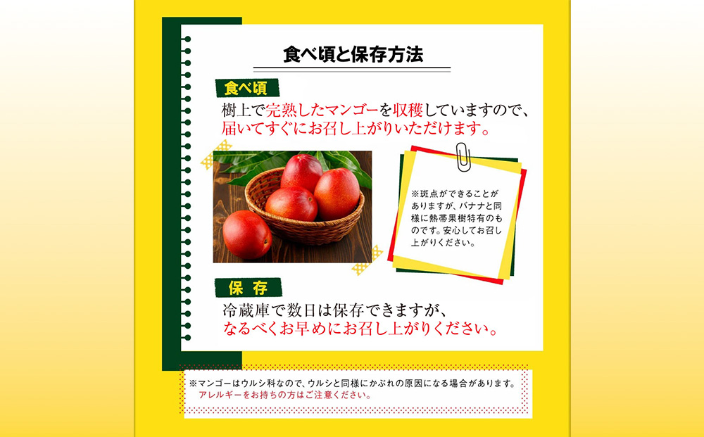 沖縄県 うるま市産 完熟 マンゴー 秀品 約800g【2026年発送】