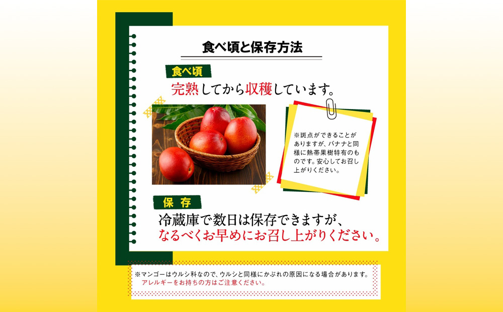 沖縄県 うるま市産 完熟 マンゴー 秀品 約1kg【2026年発送】