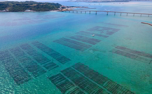 フコイダンエキス　フコイダン100％プレーン味