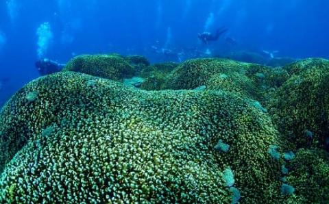 沖縄東海岸「うるまバリアリーフ」で2ボートダイビング（1名様）