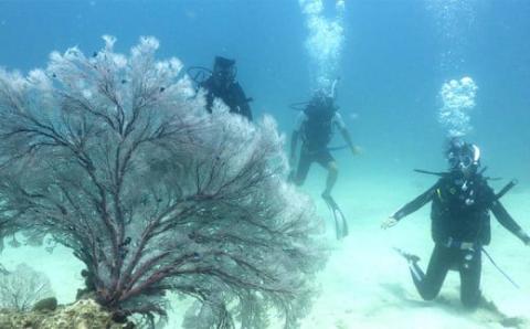 沖縄東海岸「うるまバリアリーフ」で体験ダイビング　（1名様）