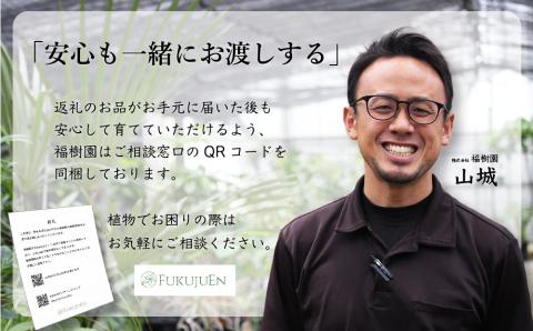 沖縄の観葉植物 人気のフィカス ウンベラータ8号　ラスターポット