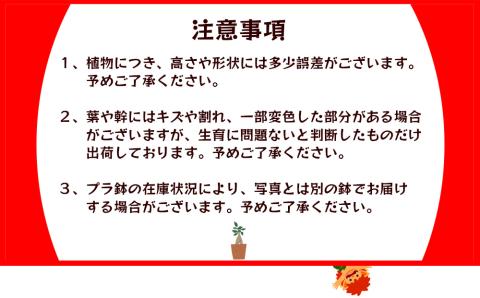 沖縄の観葉植物 観葉植物 ガジュマル 6号鉢 6号 観葉植物 ガジュマル インテリア 鉢付き おしゃれ インテリアグリーン 緑のある暮らし  ハウスプラント 沖縄 うるま市 ６号: うるま市ANAのふるさと納税