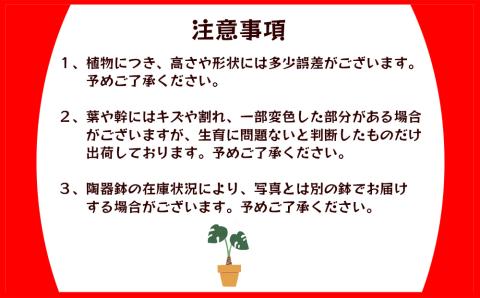 沖縄の観葉植物　観葉植物　モンステラ陶器鉢植え　6号　角鉢　観葉植物　モンステラ　インテリア　鉢付き　おしゃれ　インテリアグリーン　緑のある暮らし　ハウスプラント　沖縄　うるま市　６号