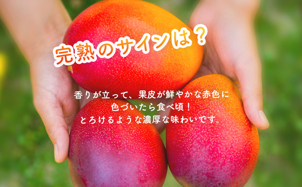 ハナトフルーツ 沖縄県産 訳ありマンゴー1ｋｇ 【先行予約 2026年発送 】