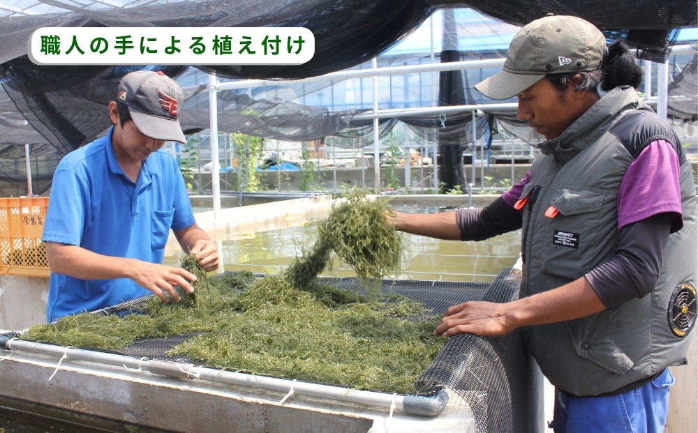 【うるま市産】こだわり海ぶどう　500g