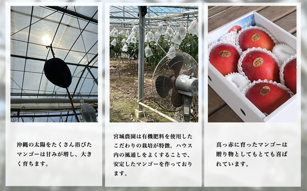 宮城農園の完熟マンゴー　約2kg（4~5玉）【 先行予約 2026年発送 】