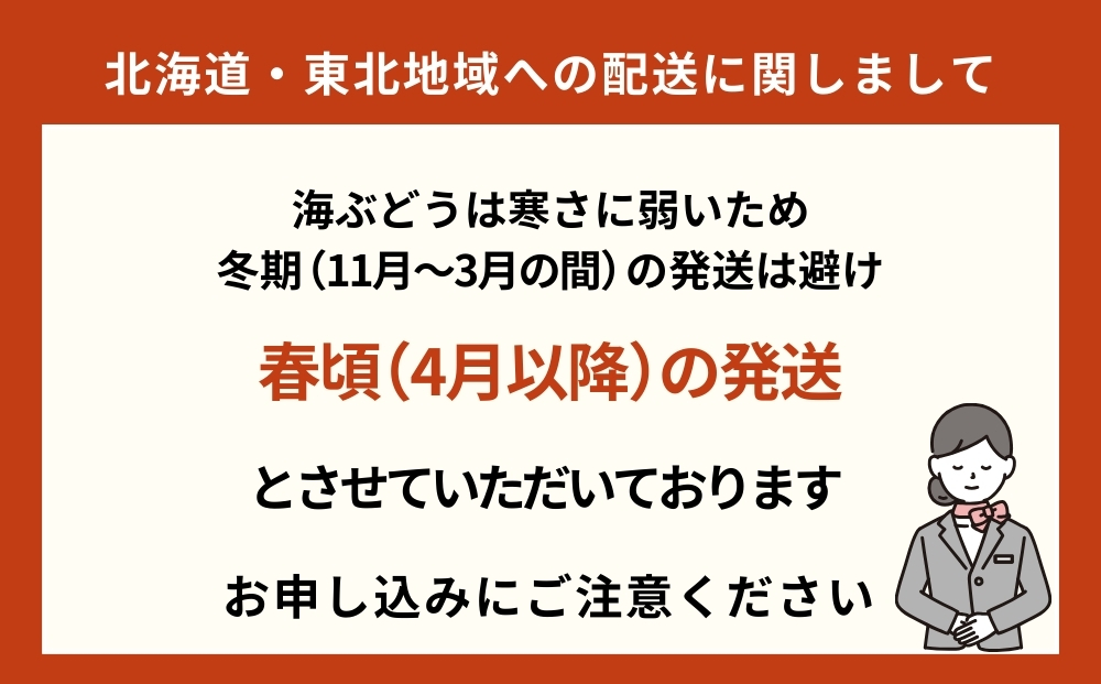 【うるま市産】こだわり海ぶどう　500g