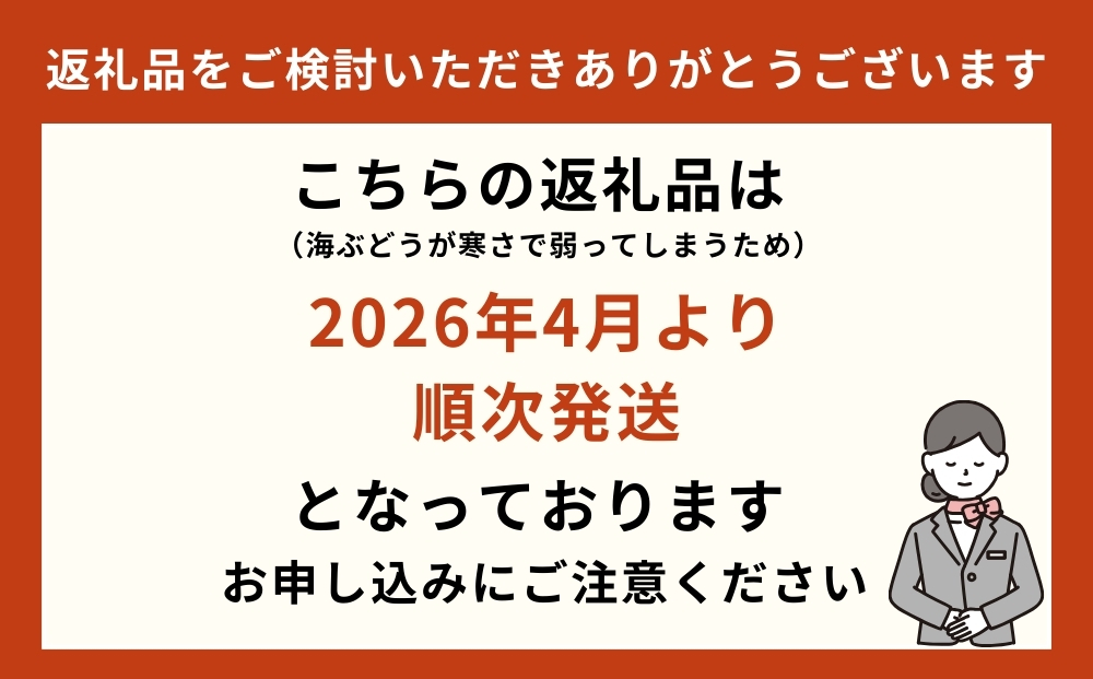 海ぶどうLover　500gパック【2026年4月より順次発送】