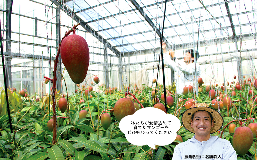 訳ありマンゴー４kg【熱帯資源植物研究所】