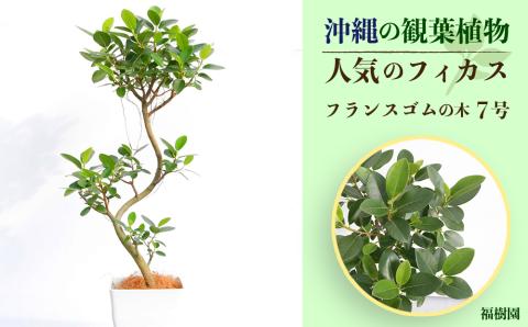 沖縄の観葉植物 人気のフィカス　フランスゴム7号　角鉢