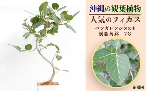 沖縄の観葉植物　人気のフィカス ベンガレンシス7号　角鉢