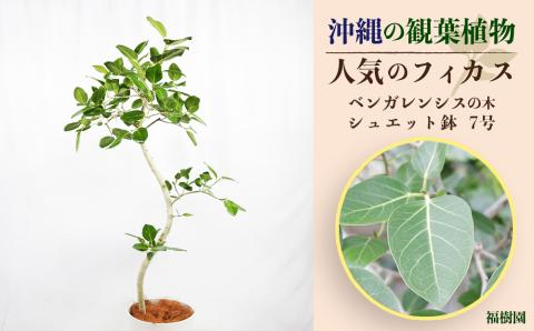 沖縄の観葉植物　人気のフィカス ベンガレンシス7号　シュエット鉢