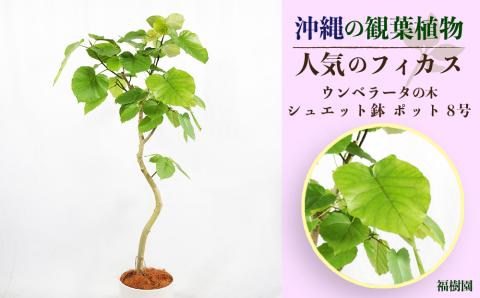 沖縄の観葉植物　人気のフィカス ウンベラータ8号 シュエット鉢ポット