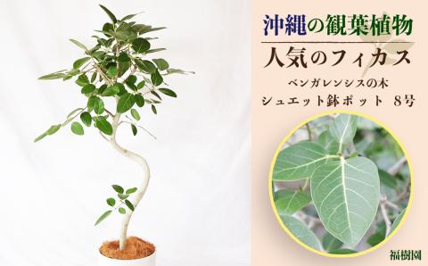 沖縄の観葉植物　人気のフィカス　ベンガレンシス8号　シュエット鉢ポット